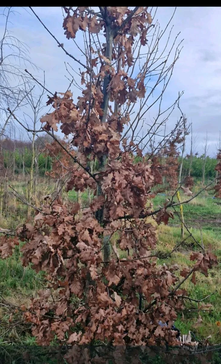 Rootball tree s for sale - Image 1