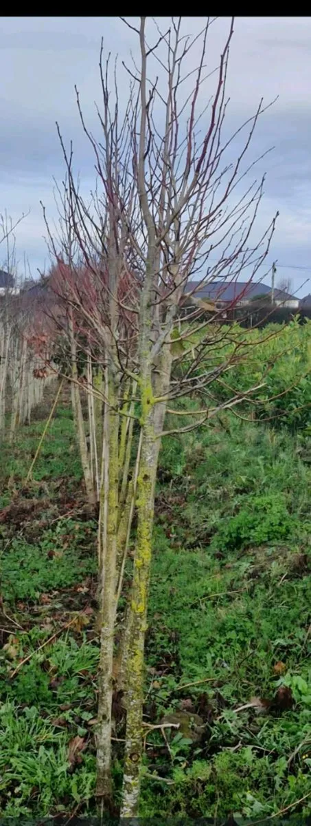 Rootball tree s for sale - Image 2