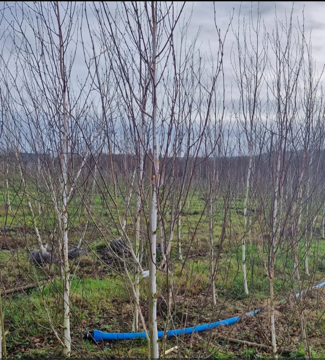 Rootball tree s for sale - Image 4