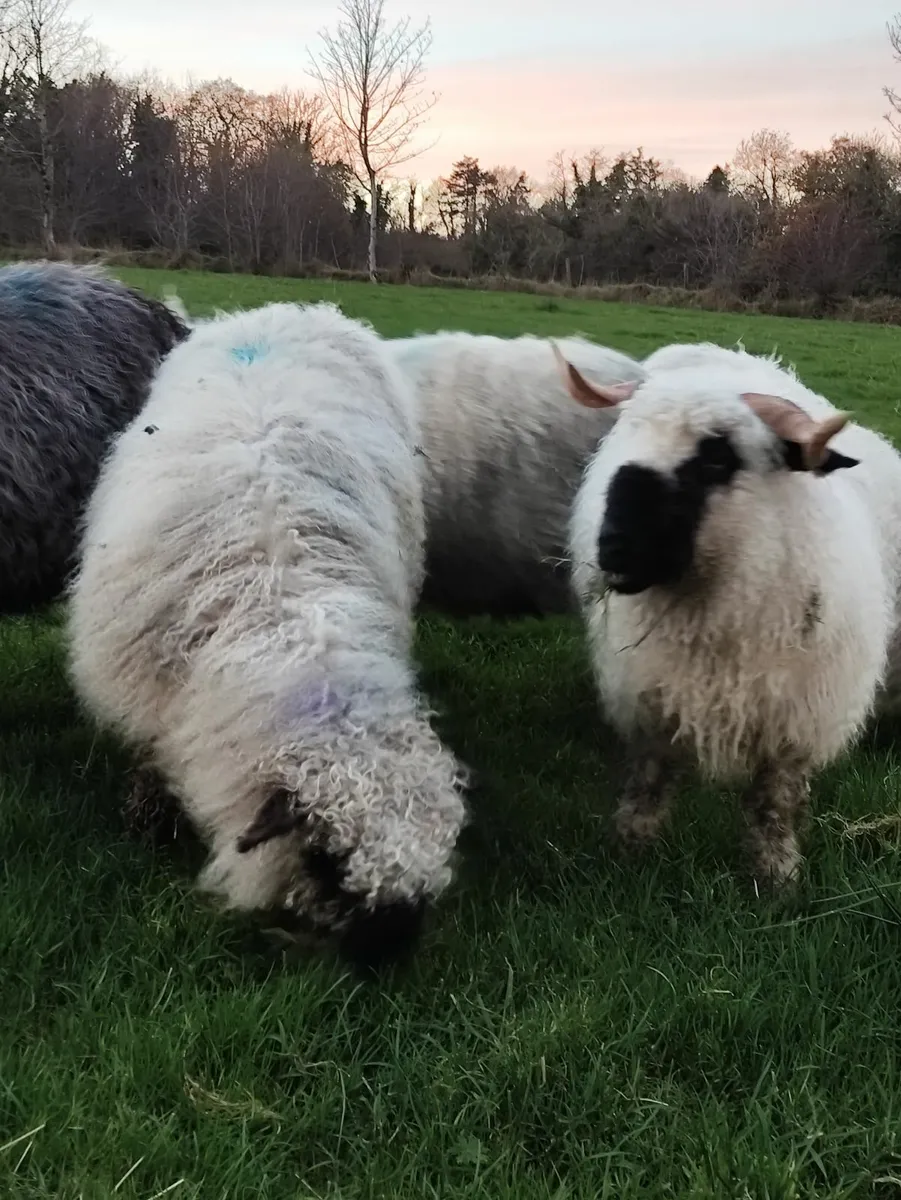 Swiss Valais Blacknose Hogget Ewes - Image 3