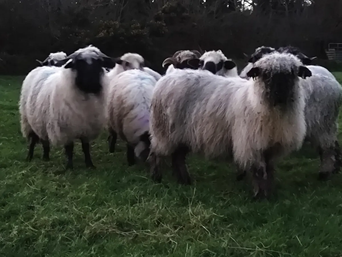 Swiss Valais Blacknose Hogget Ewes - Image 1