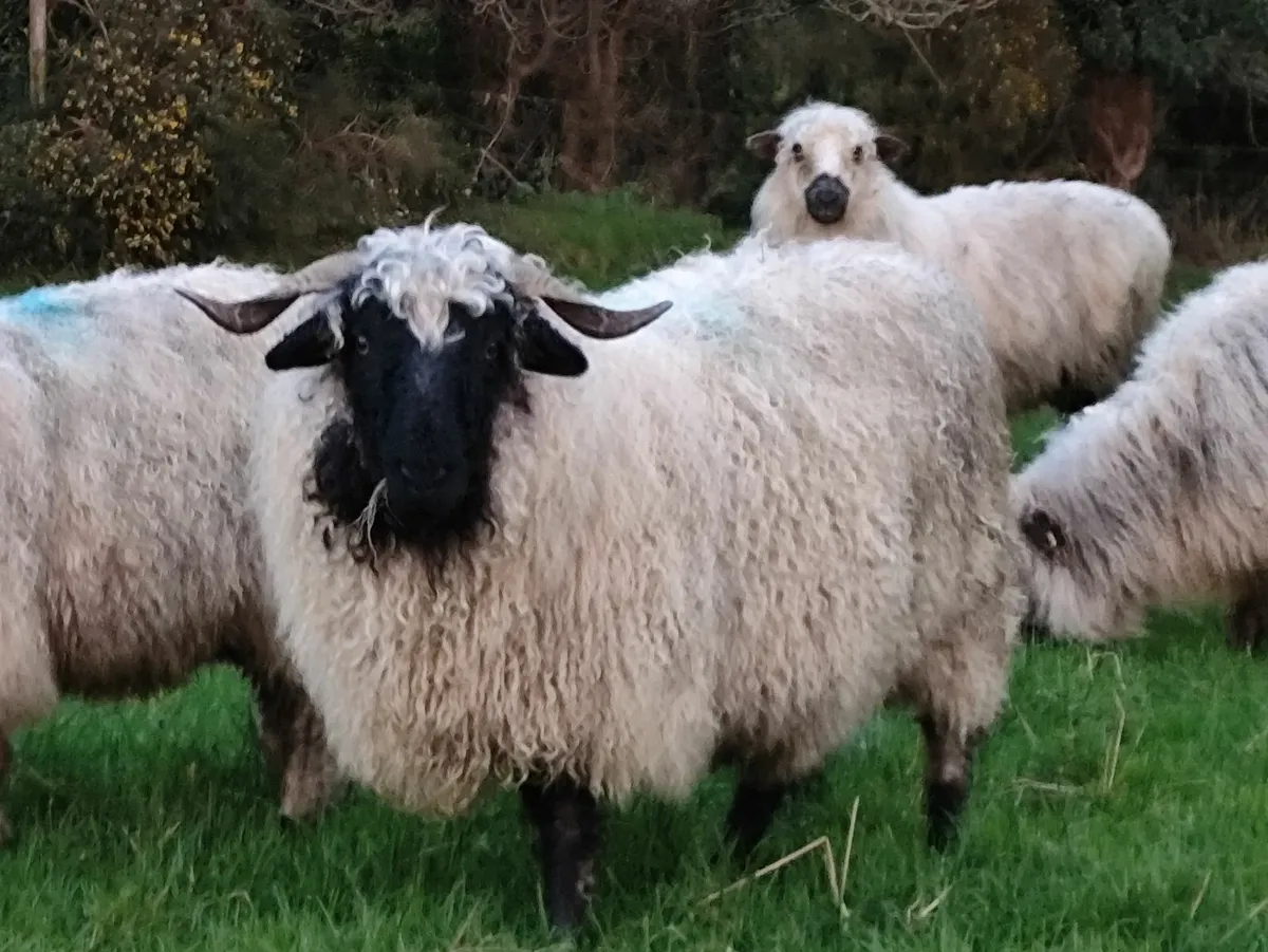 Swiss Valais Blacknose Hogget Ewes - Image 4