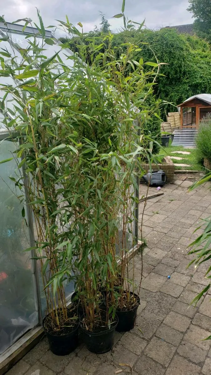 Bamboos Plants. Evergreen Privacy Hedge. - Image 2