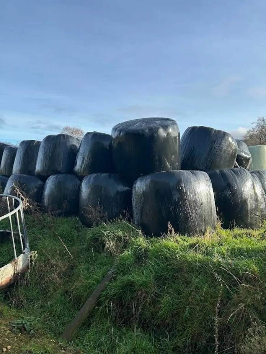 SILAGE & MAIZE BALES last few bales of maize - Image 1