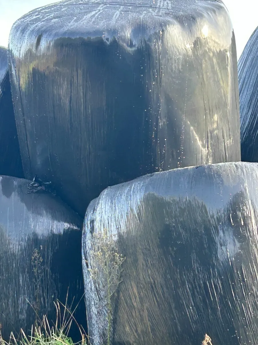 SILAGE & MAIZE BALES last few bales of maize - Image 2