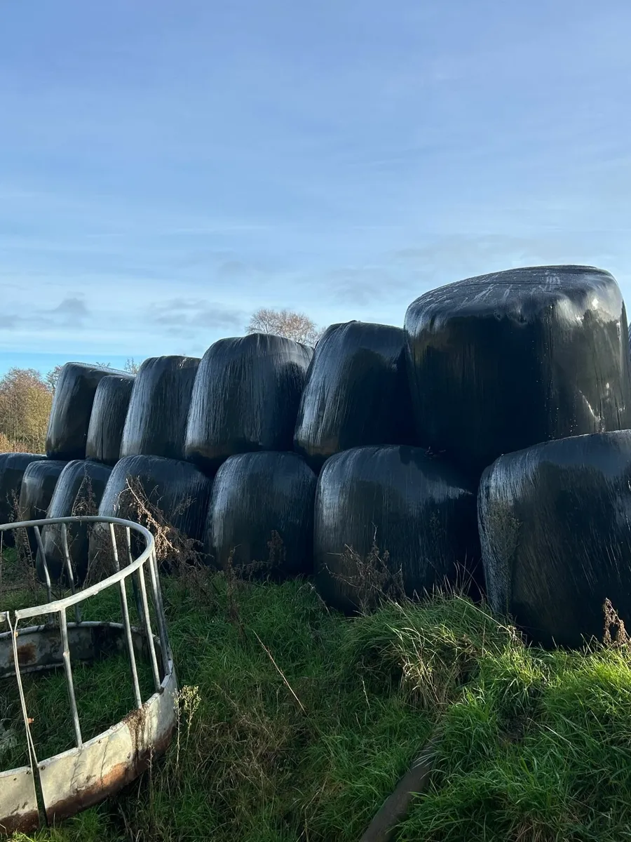 SILAGE & MAIZE BALES last few bales of maize - Image 3