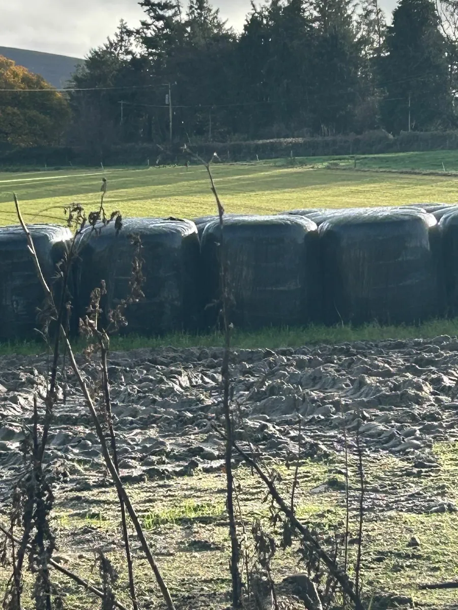 SILAGE & MAIZE BALES last few bales of maize - Image 4