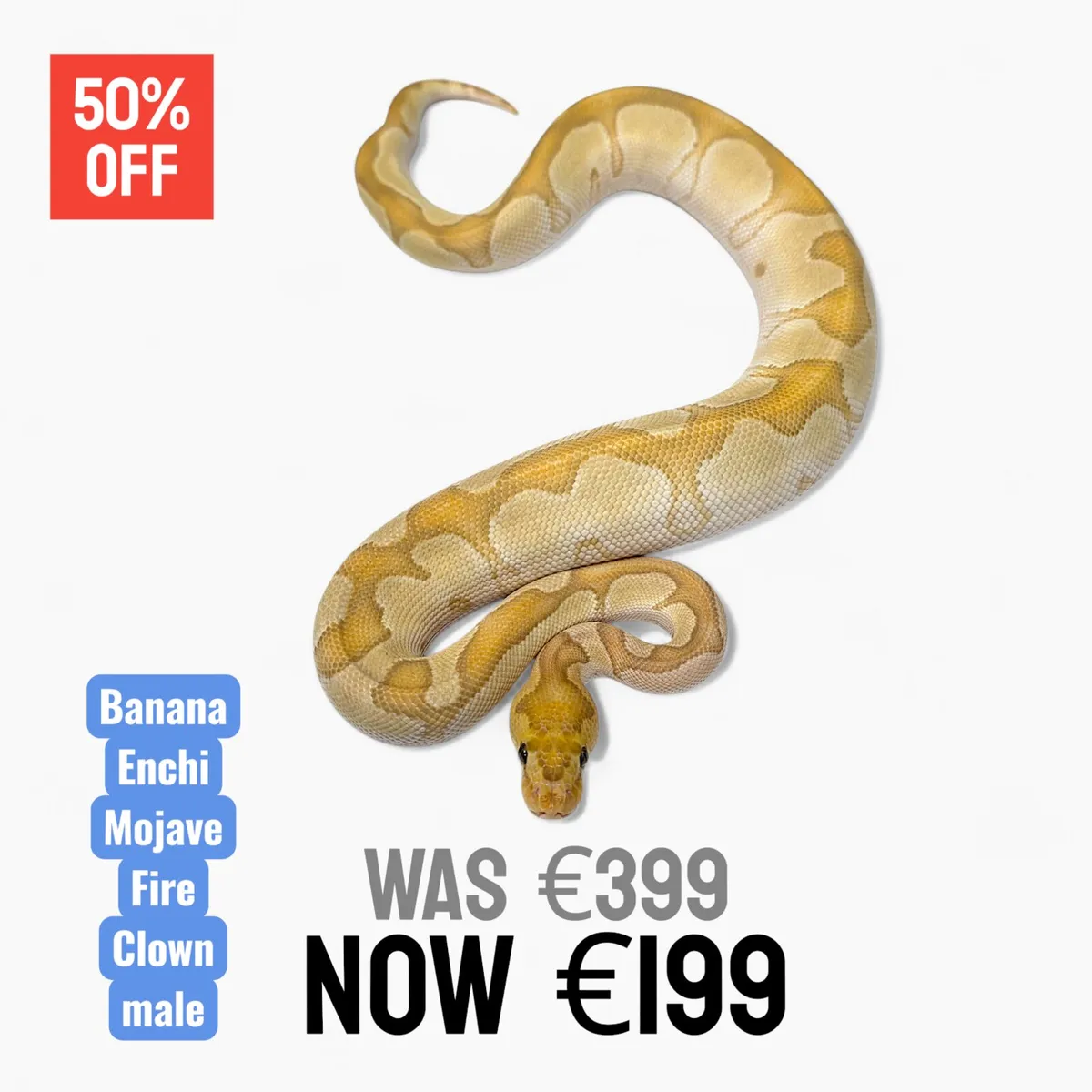 Royal Pythons / Ball Pythons - Image 2