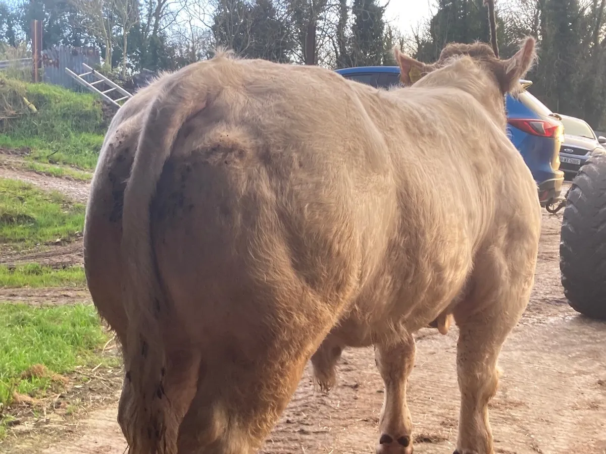 Super Pedigree Charolais bull - Image 1