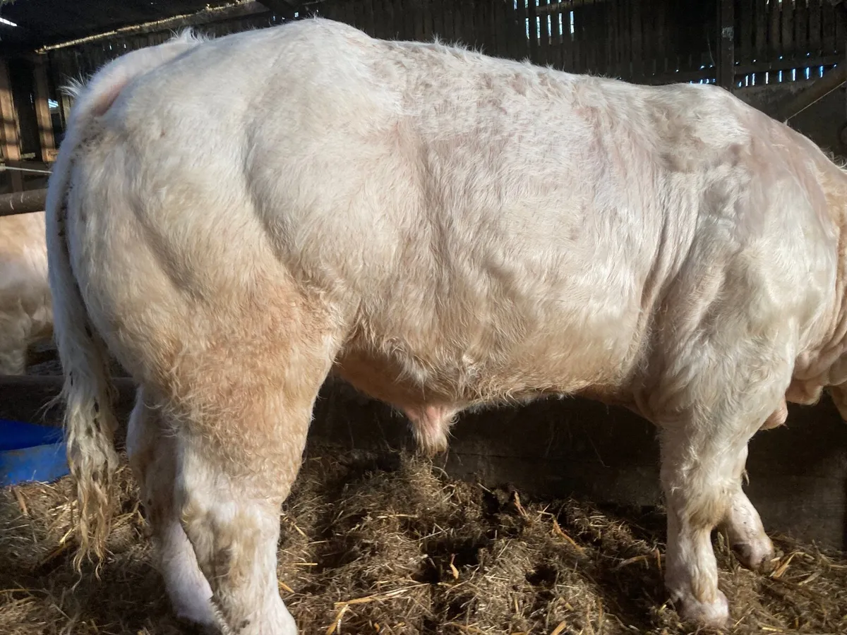 Super Pedigree Charolais bull - Image 4
