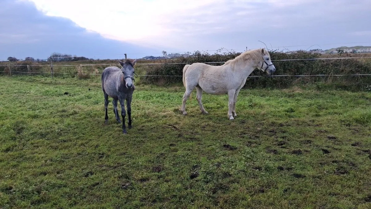 Section A Welsh mare and foal - Image 2