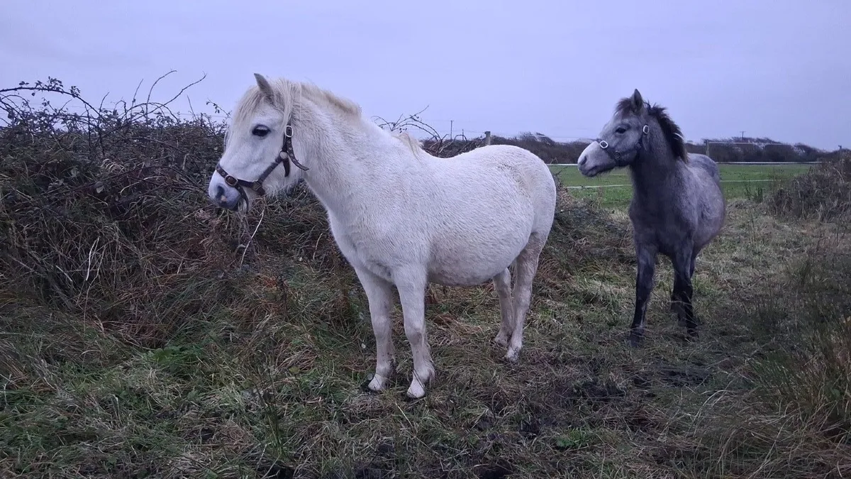 Section A Welsh mare and foal - Image 1