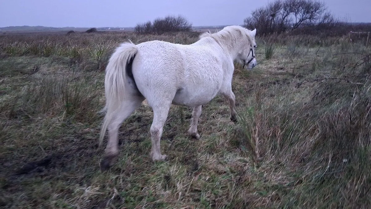 Section A Welsh mare and foal - Image 3