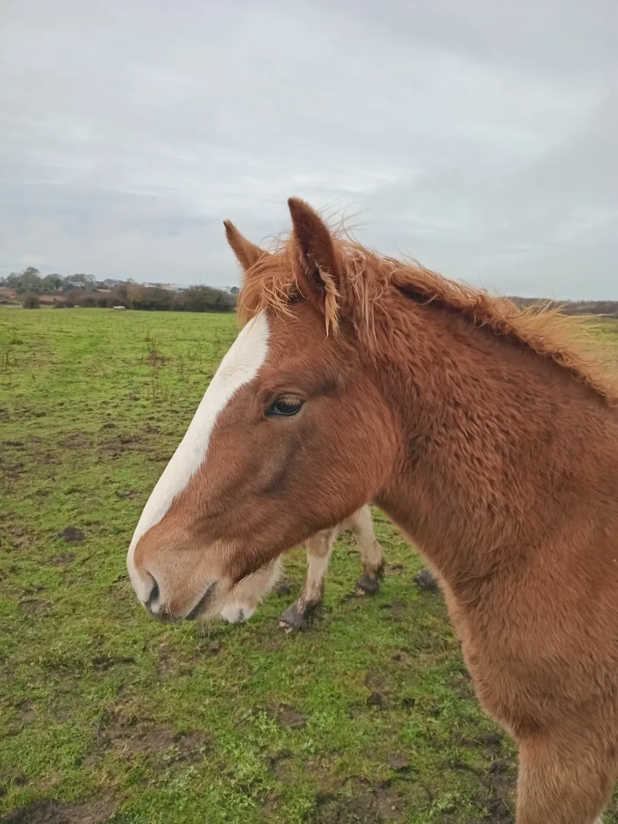 Irish draught filly foal - Image 1