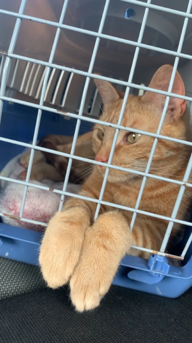 Cat in need of rehoming - Image 3