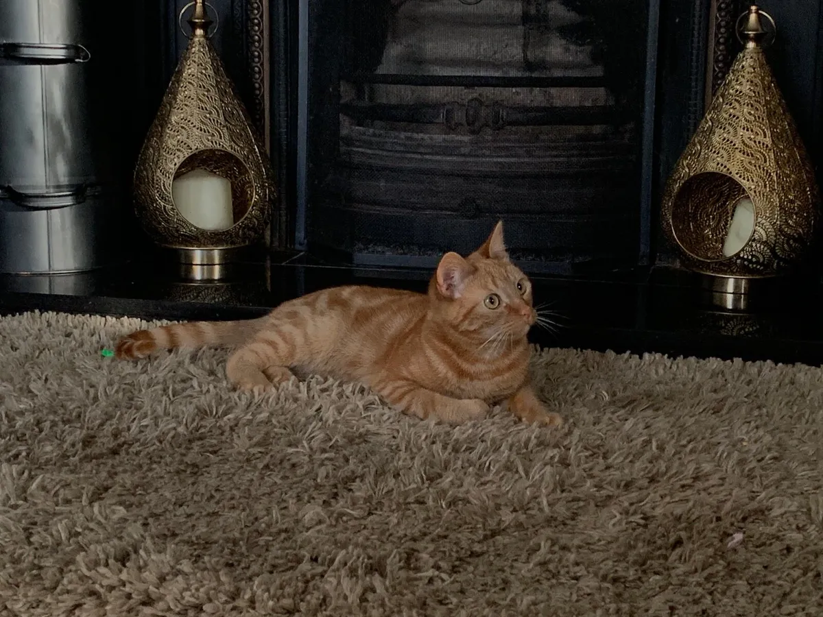 Cat in need of rehoming - Image 4