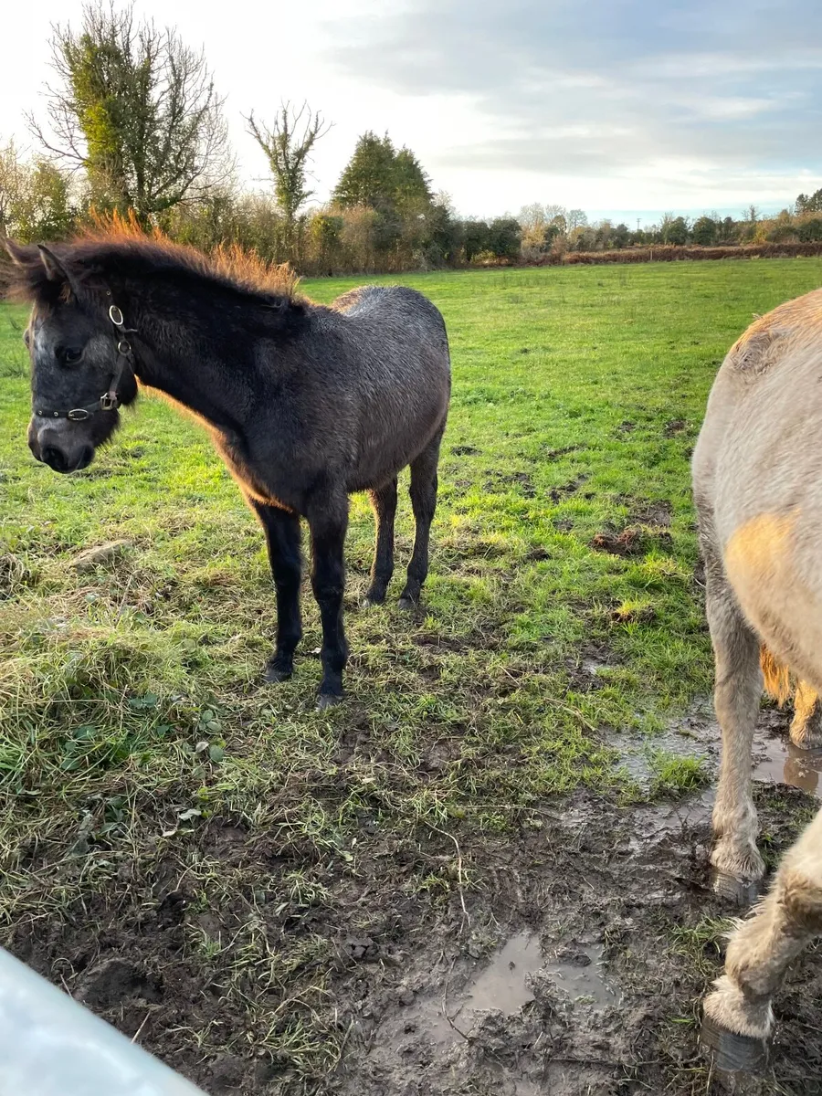 Connemara Foal - Image 1