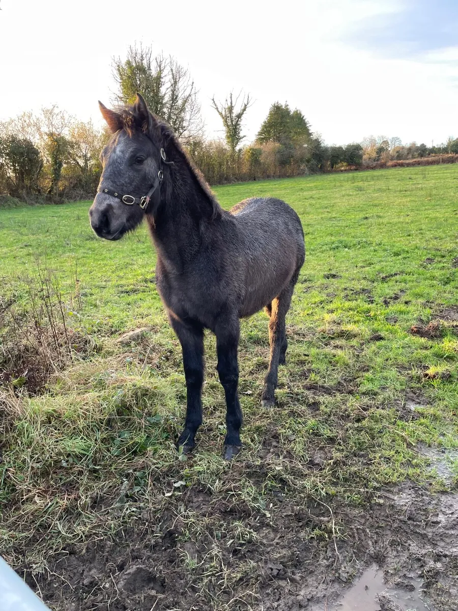 Connemara Foal - Image 2