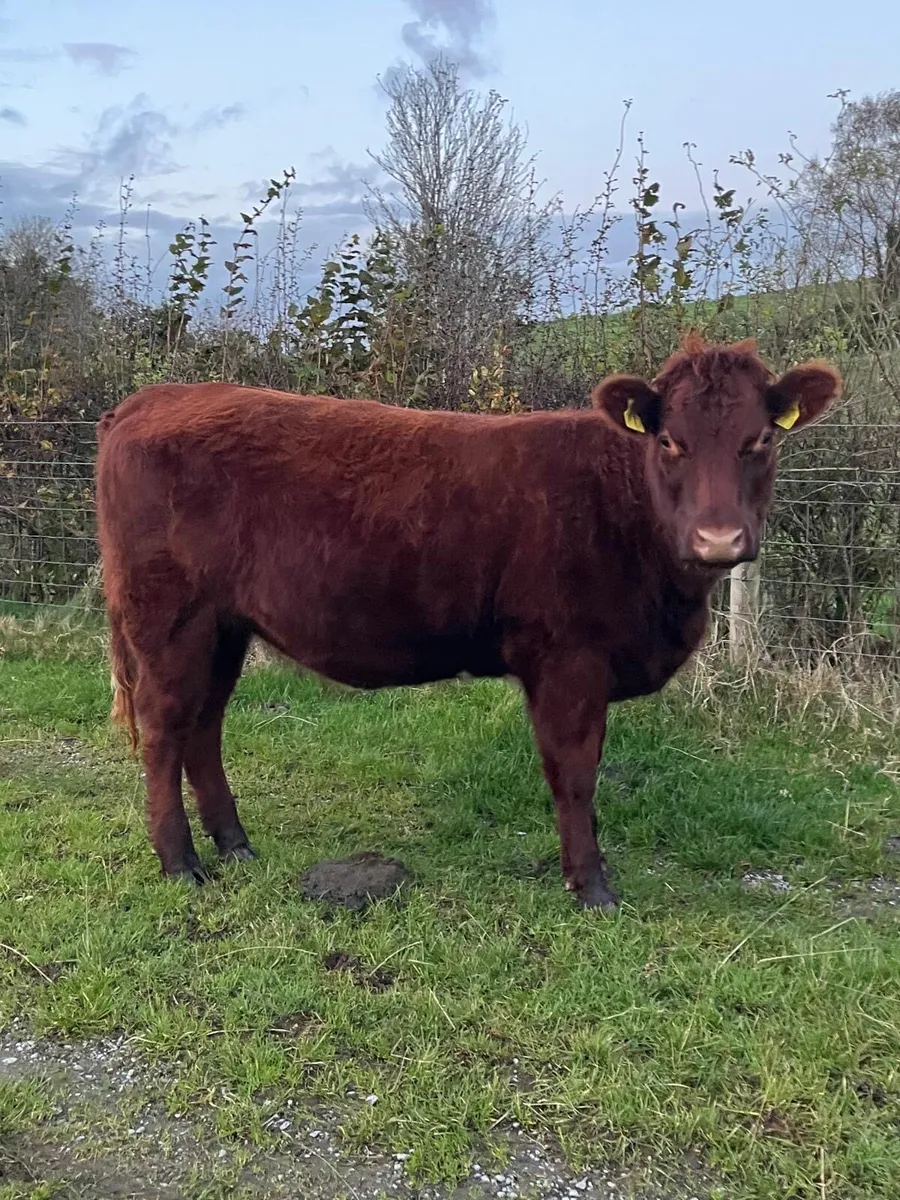 Pedigree shorthorn heifer - Image 1