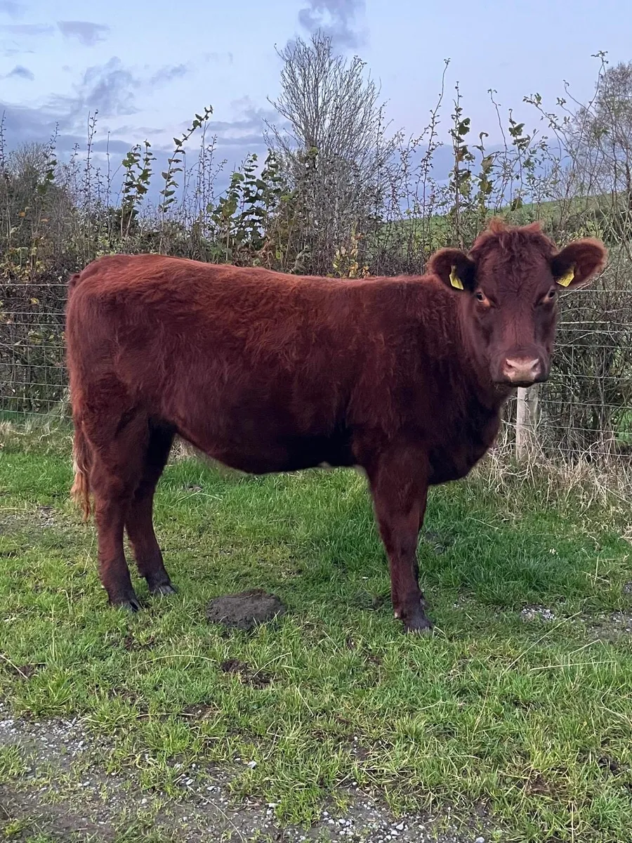 Pedigree shorthorn heifer - Image 2