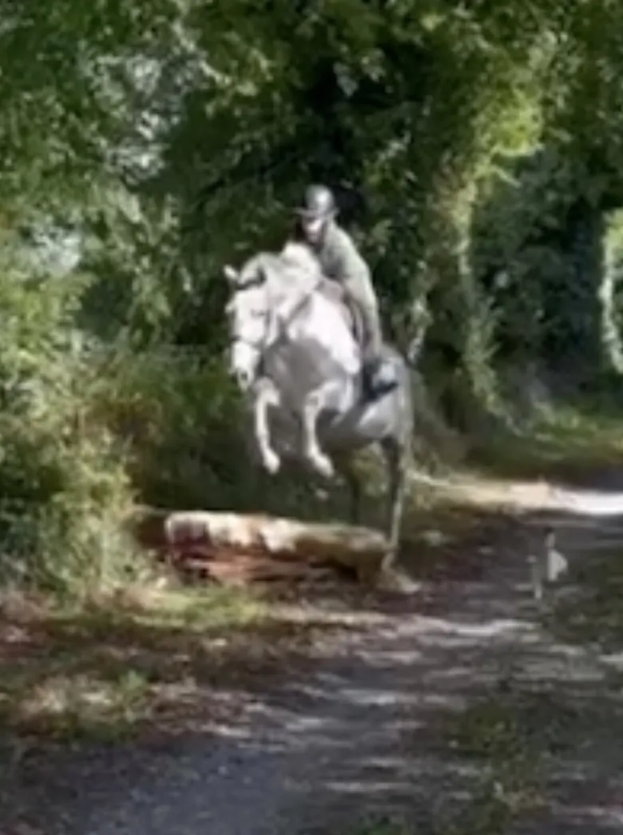 16.2hh ISH - Image 4