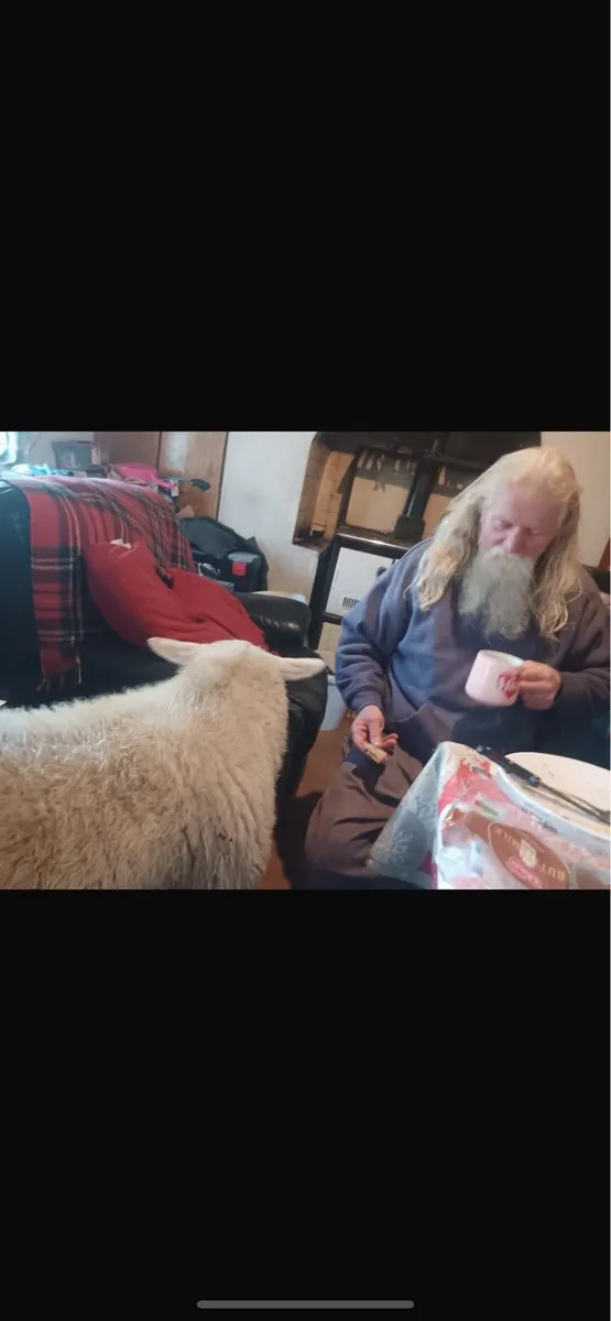 2 strong ram lambs - Image 1