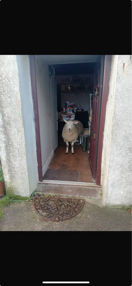 2 strong ram lambs - Image 2