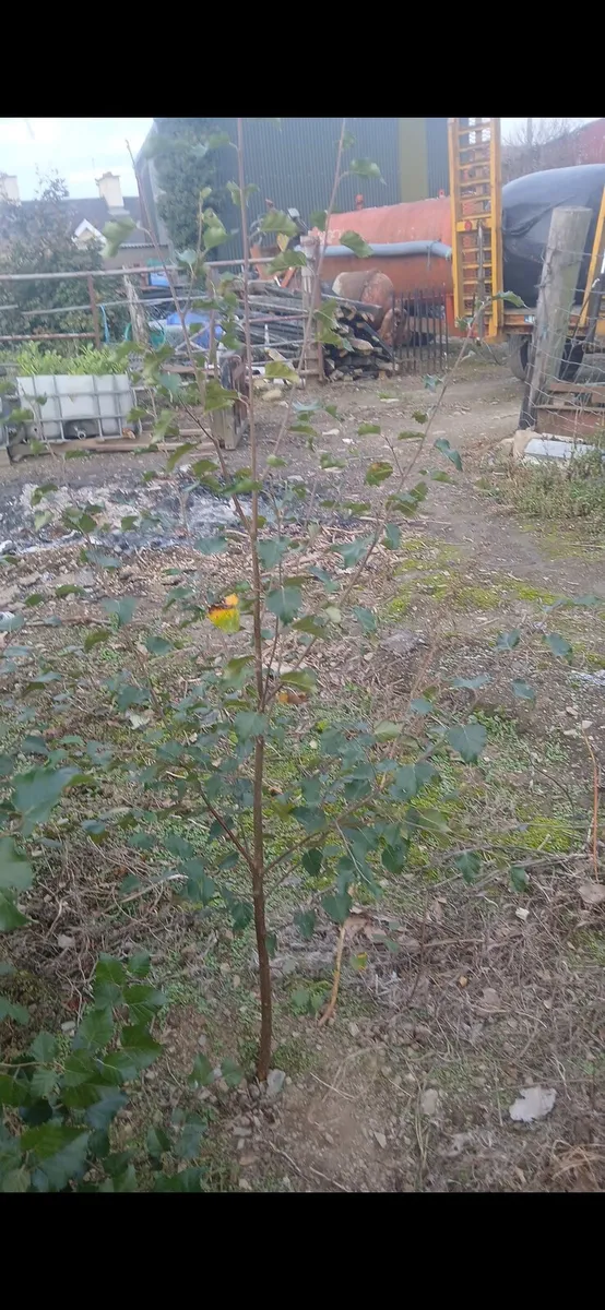 Native birch trees 5-6 foot €10 - Image 3