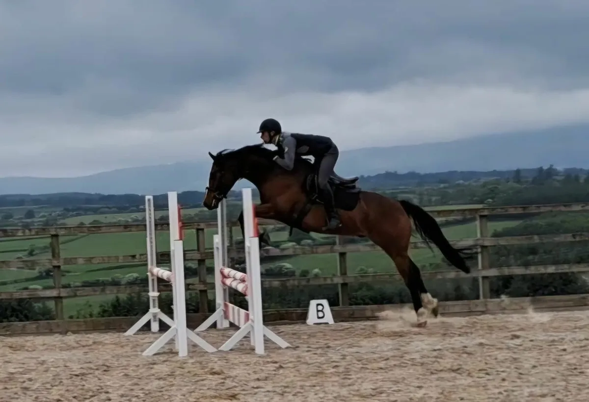 Gorsebridge- number 110.  Smart 6 year old gelding - Image 1