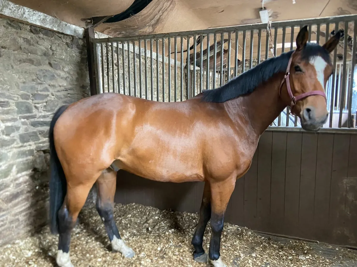 Gorsebridge- number 110.  Smart 6 year old gelding - Image 3