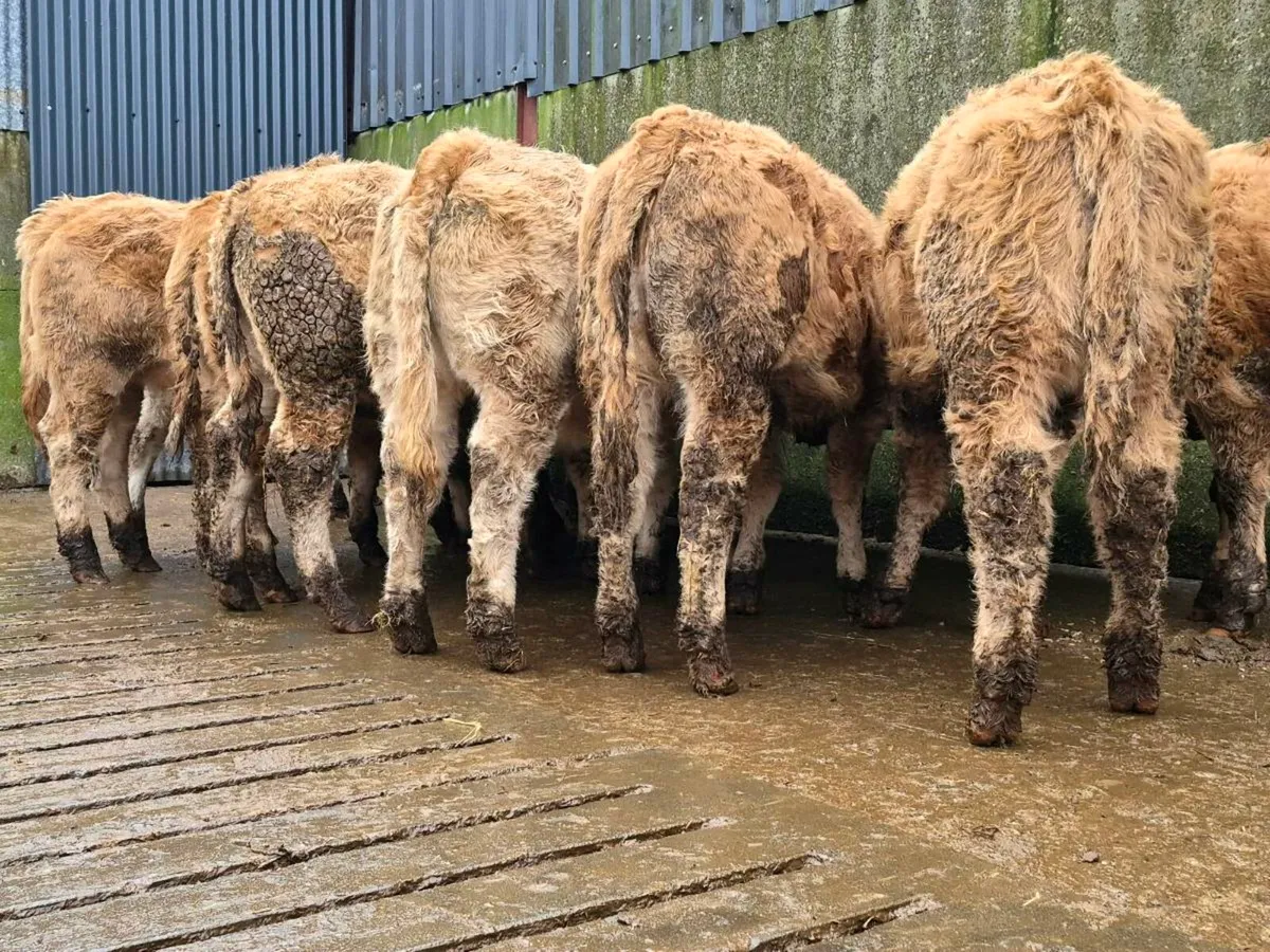 10 Super Charollais Heifer Weanlings - Image 1