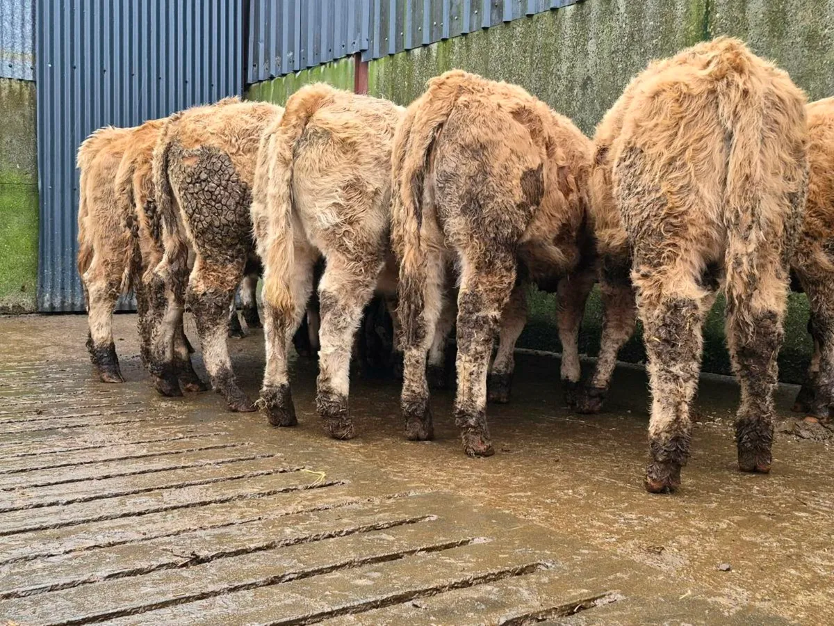 10 Super Charollais Heifer Weanlings - Image 3
