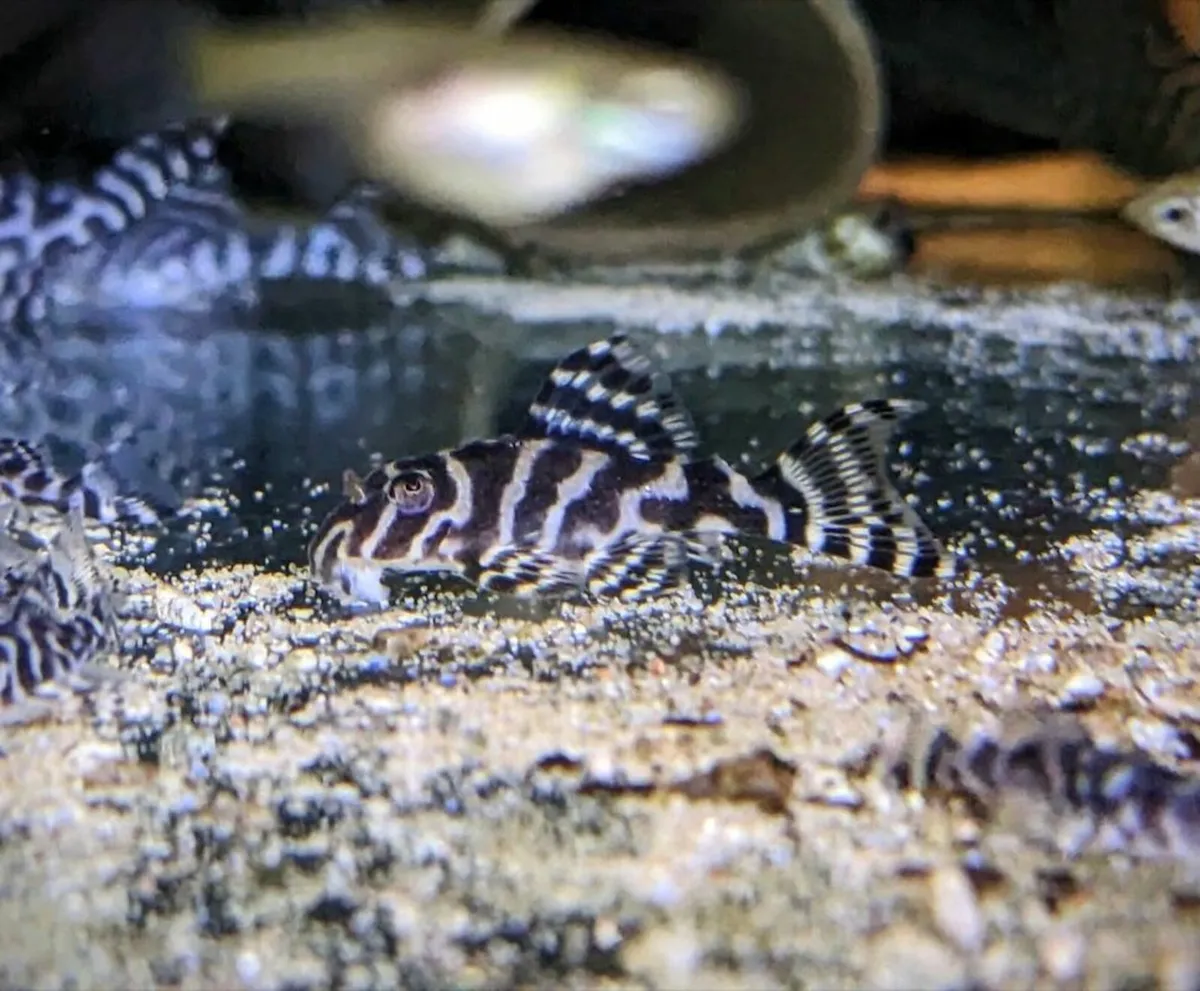 L333 King Tiger Pleco 2-3 cm - Image 2
