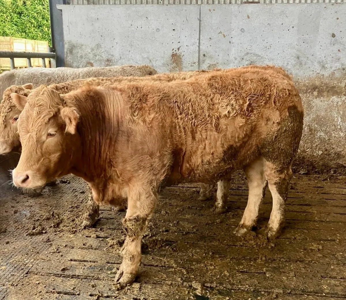15 Cattle - For Sale in Kilcullen Mart Wed 3rd Dec - Image 3