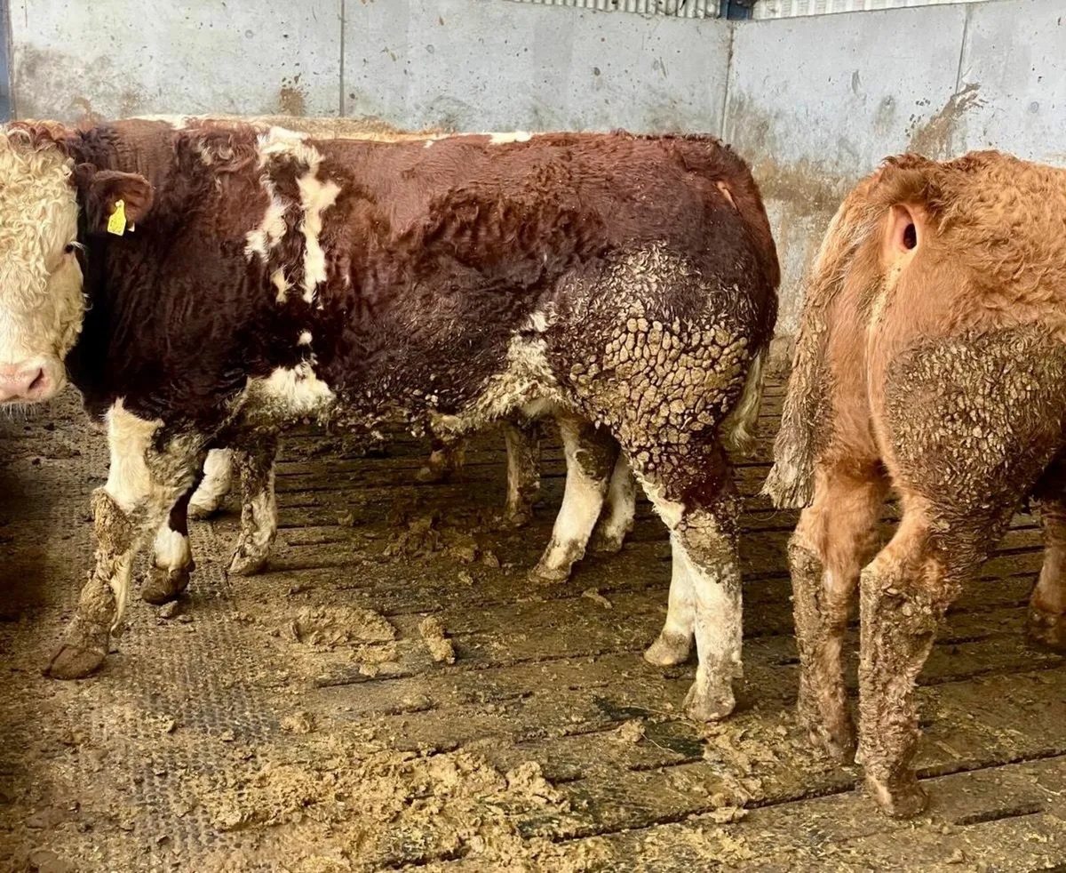 15 Cattle - For Sale in Kilcullen Mart Wed 3rd Dec - Image 4