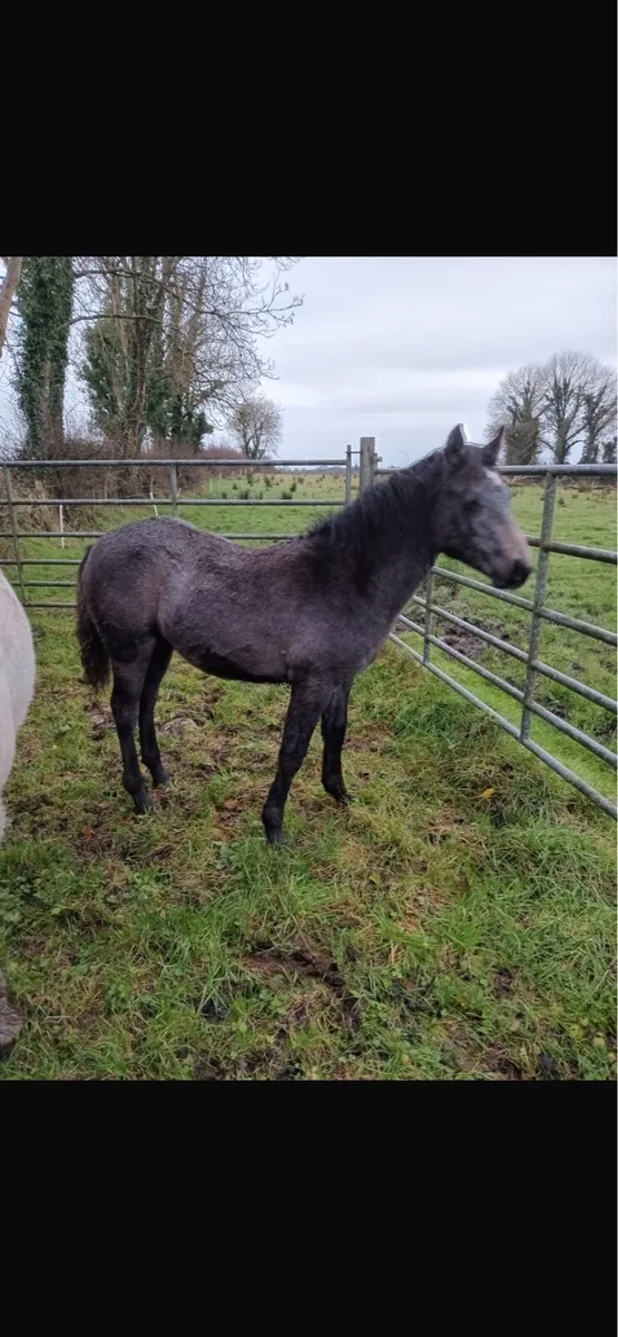 Colt foal for sale - Image 1