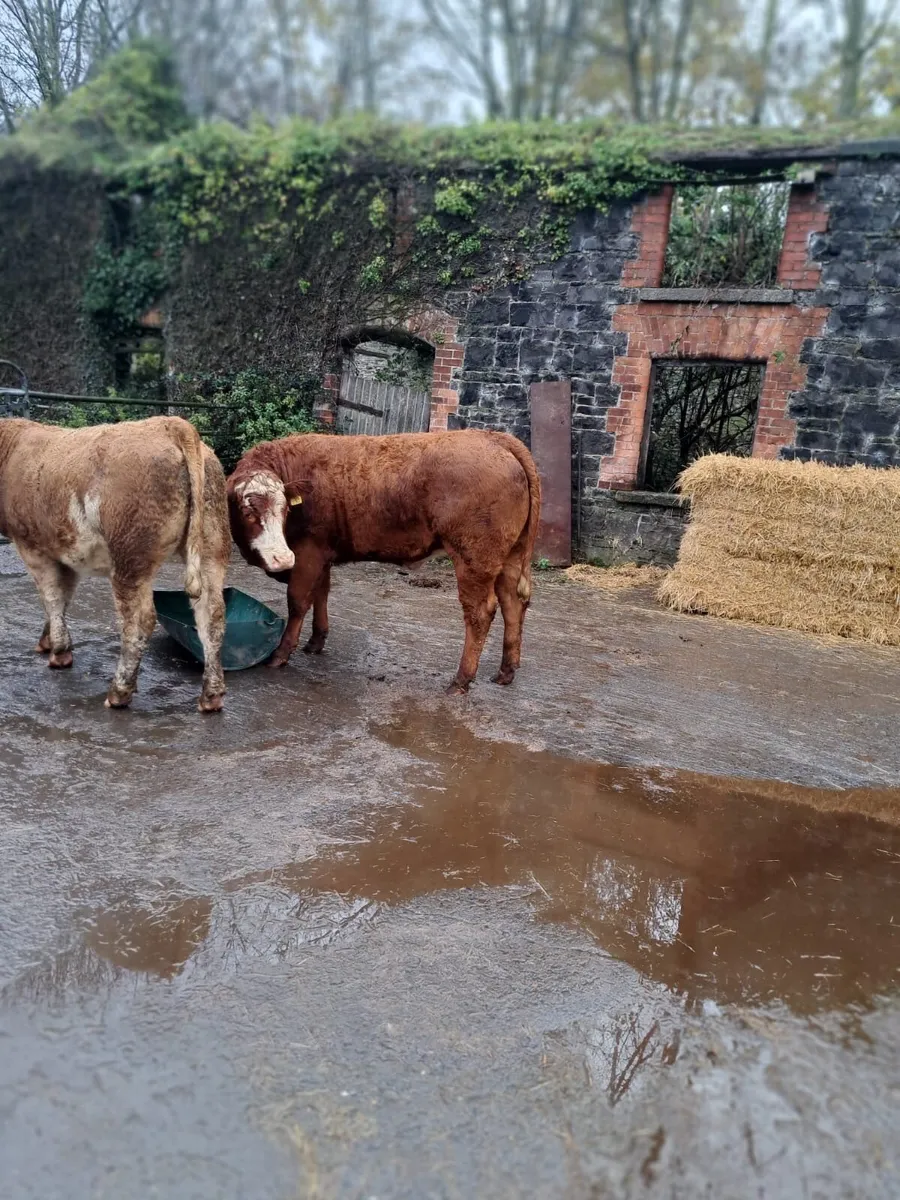 💥 Super Breeding Heifers 💥 - Image 2