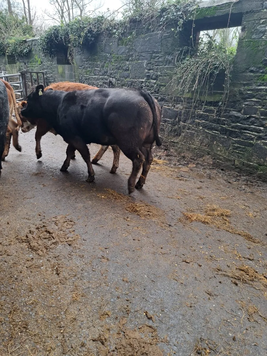 💥 Super Breeding Heifers 💥 - Image 4