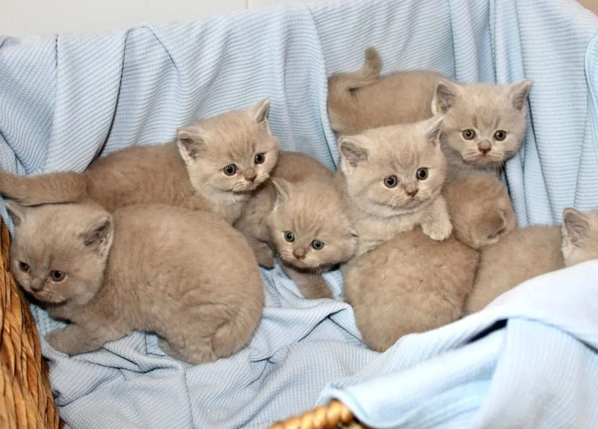 British Shorthair Queens GCCFI - Image 1
