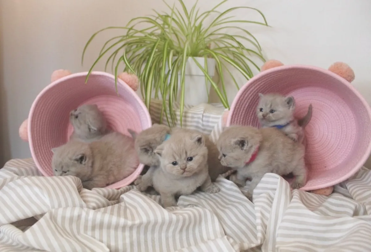 British Shorthair Queens GCCFI - Image 2