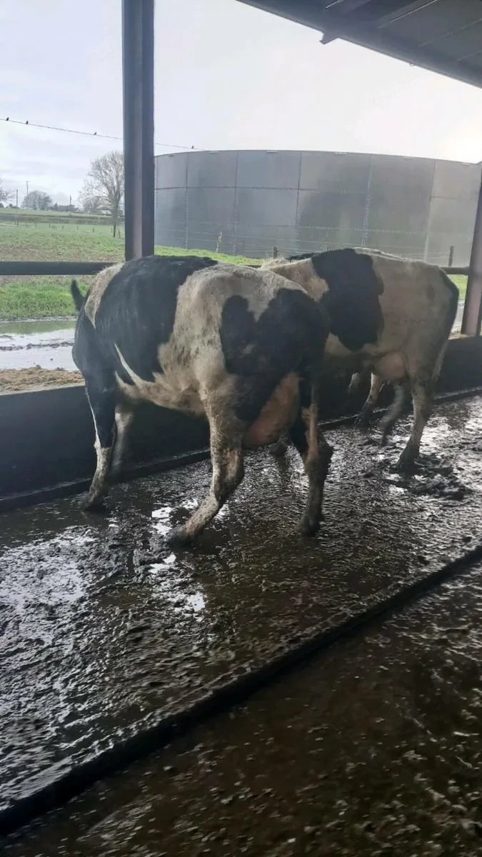 Calved heifers - Image 1
