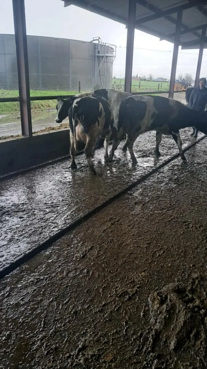 Calved heifers - Image 2