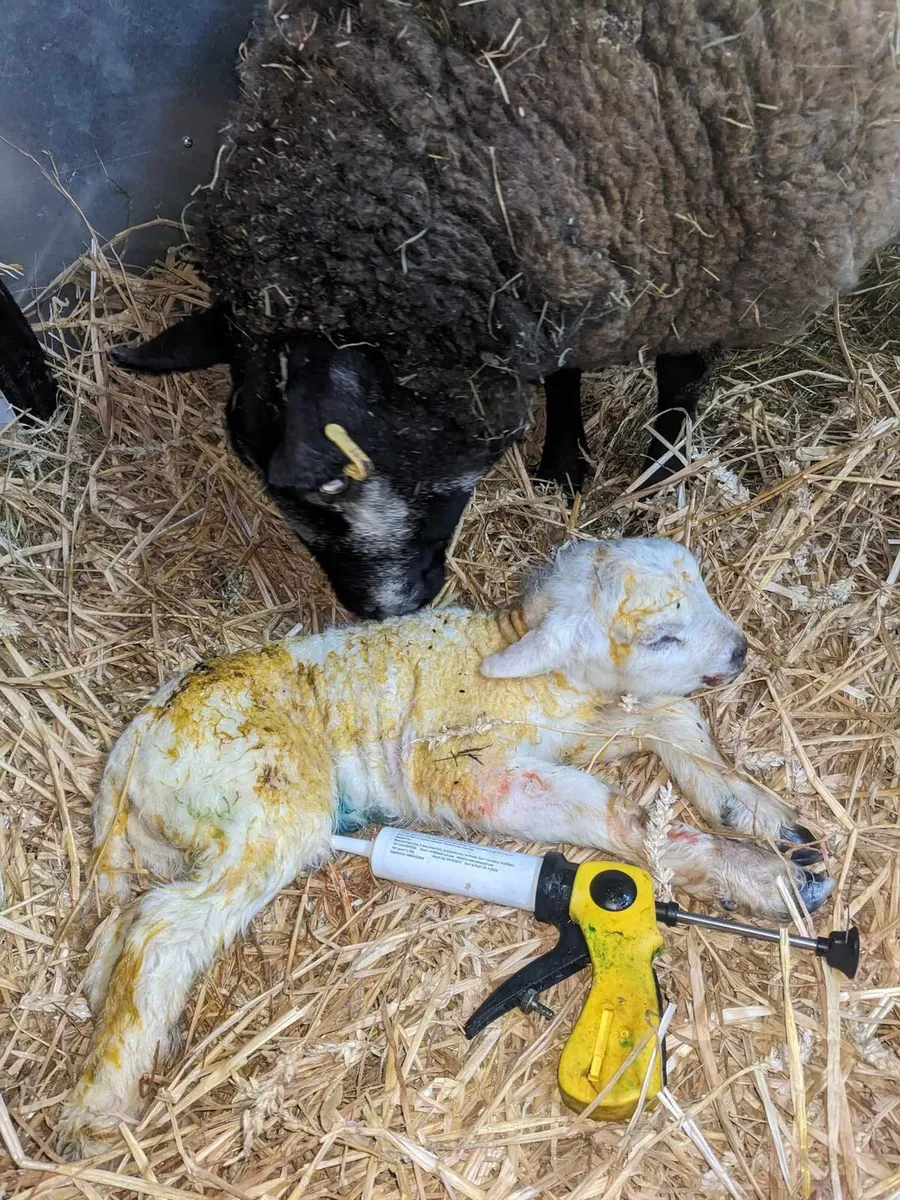 Life-Gard Colostrum Paste - Image 3