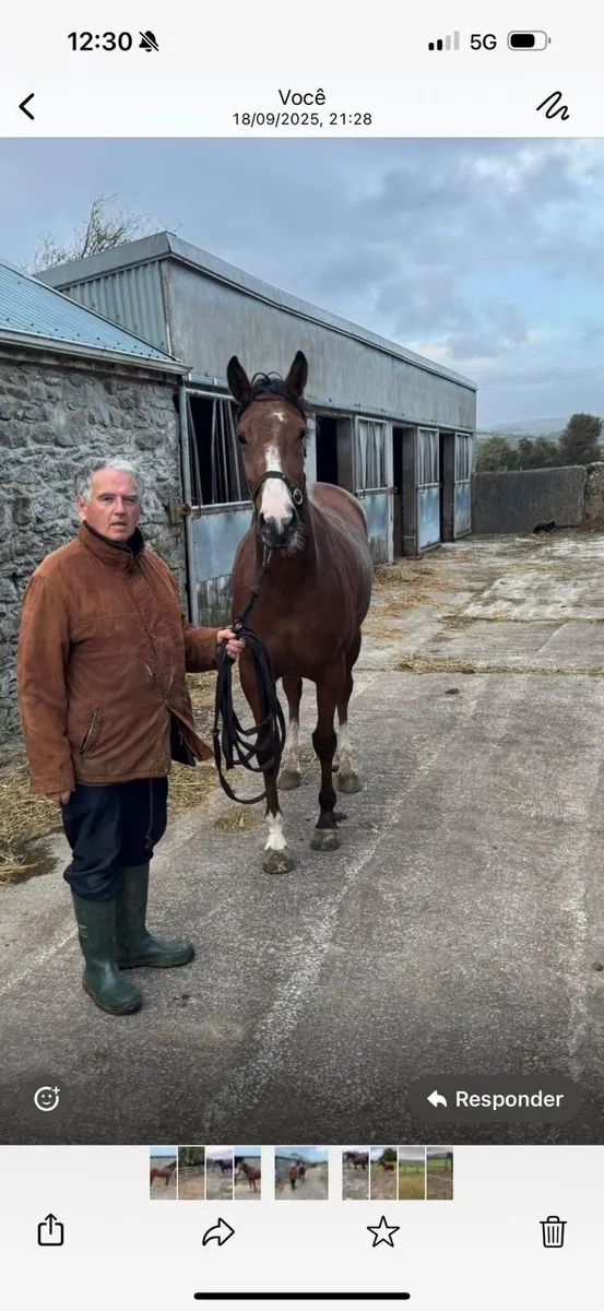 3yo Bay Filly - Image 3