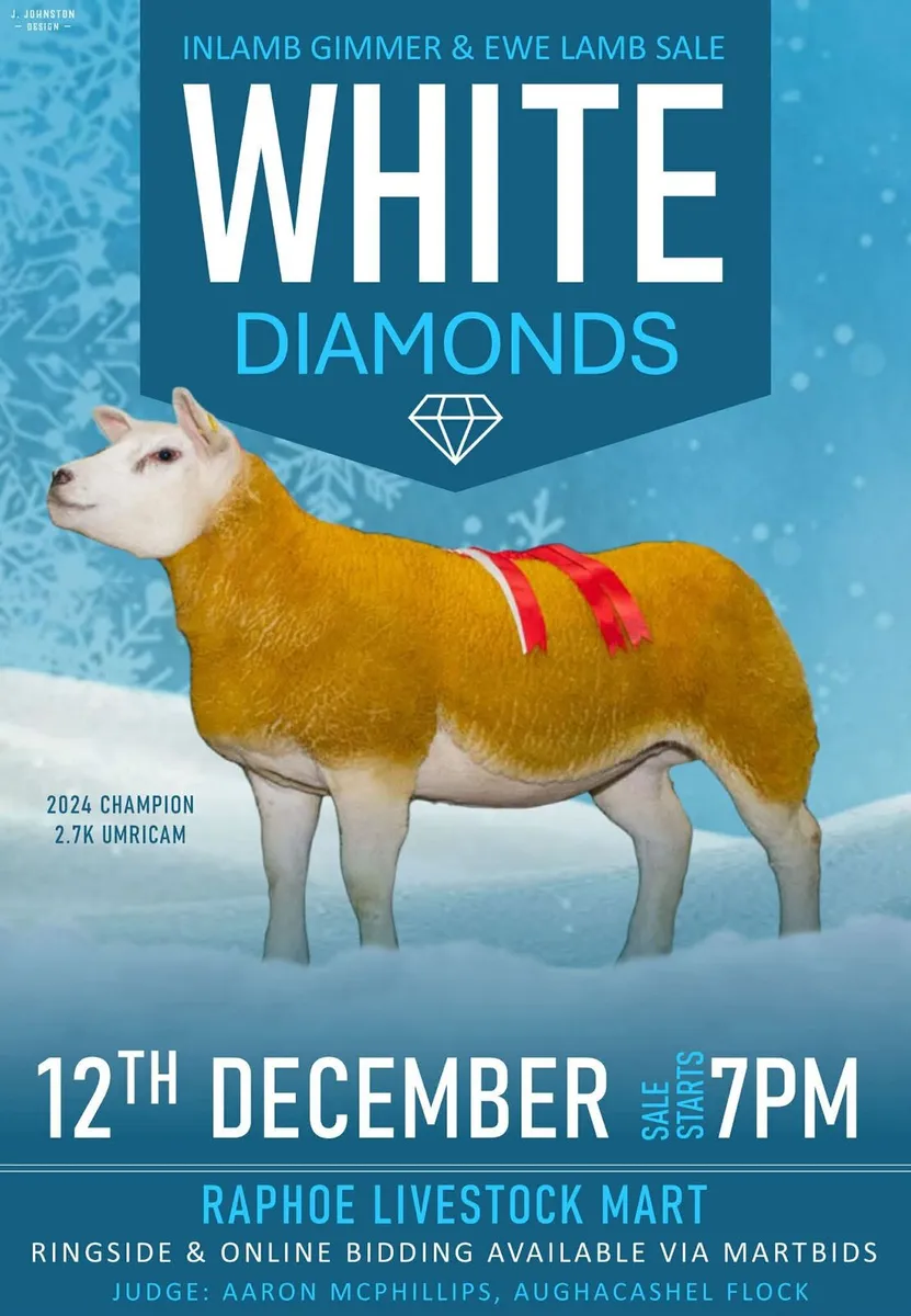 DONEGAL WHITE DIAMONDS INLAMB TEXEL EWE SALE. - Image 1