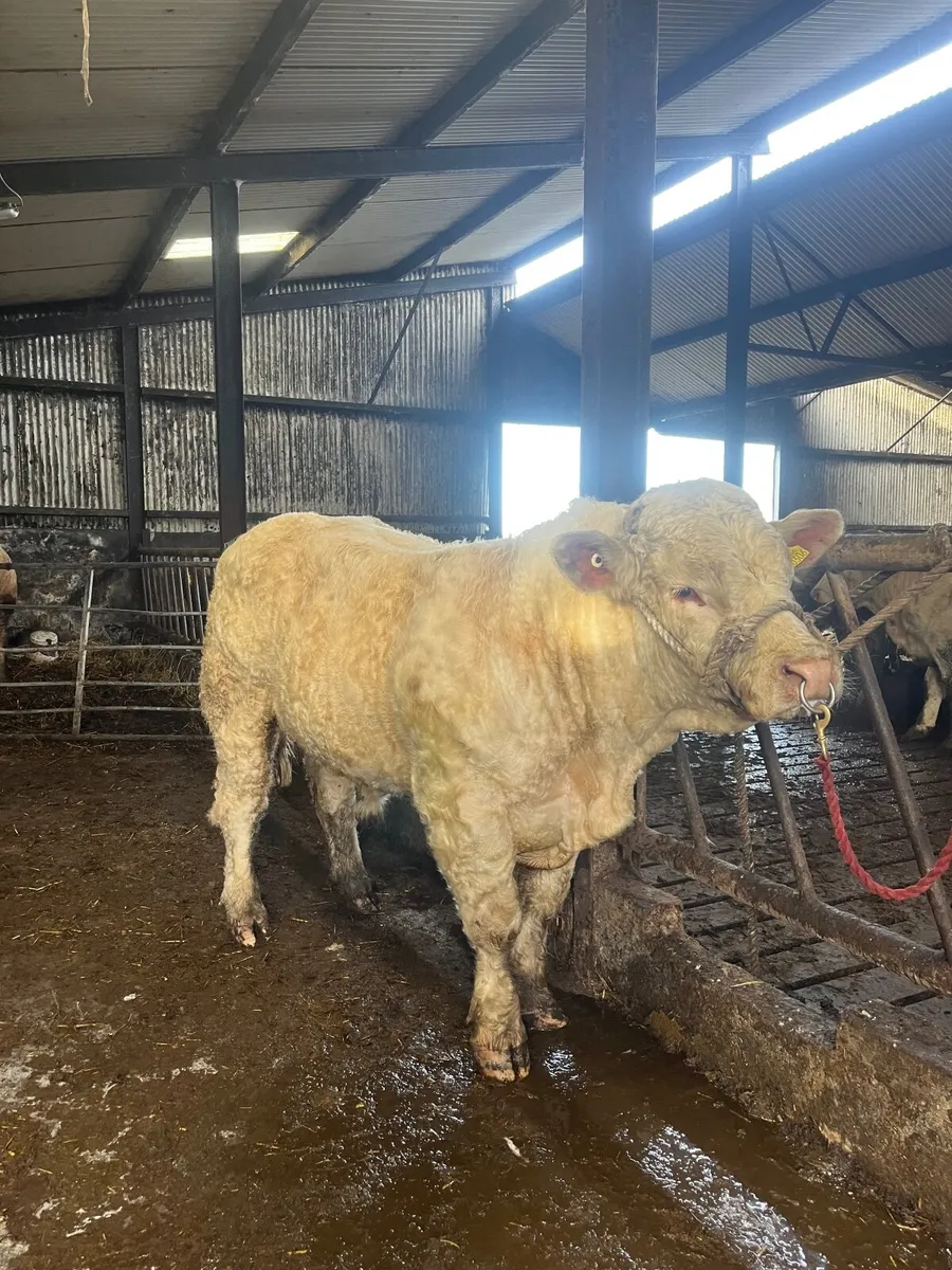 ⭐️5* Pedigree Charolais Bull⭐️ - Image 4