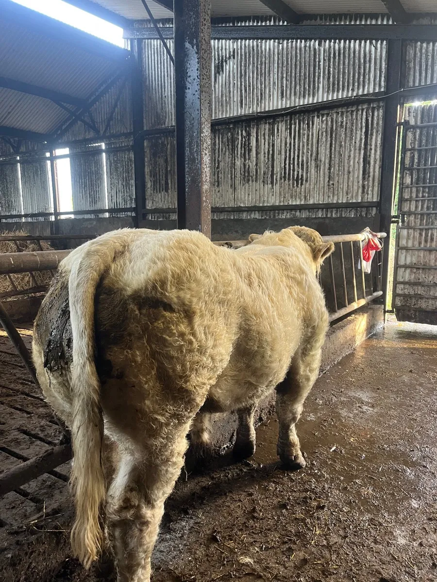 ⭐️5* Pedigree Charolais Bull⭐️ - Image 2