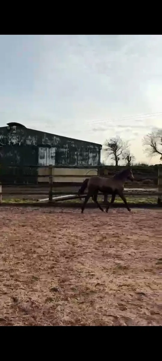 🌟Performance bred filly 🌟 - Image 2