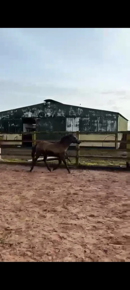 🌟Performance bred filly 🌟 - Image 3