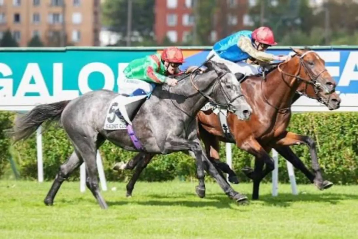 Sister to Group and grade 1 performers - Image 1